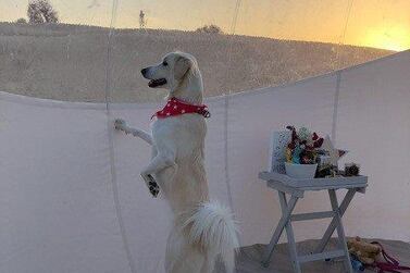 Dog owners can now go glamping in the desert with their dogs. Courtesy Starlight