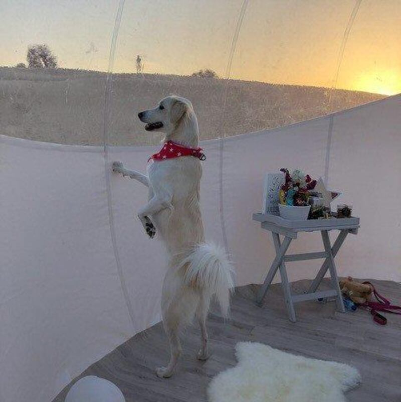 Dog owners can now go glamping in the desert with their dogs. Courtesy Starlight