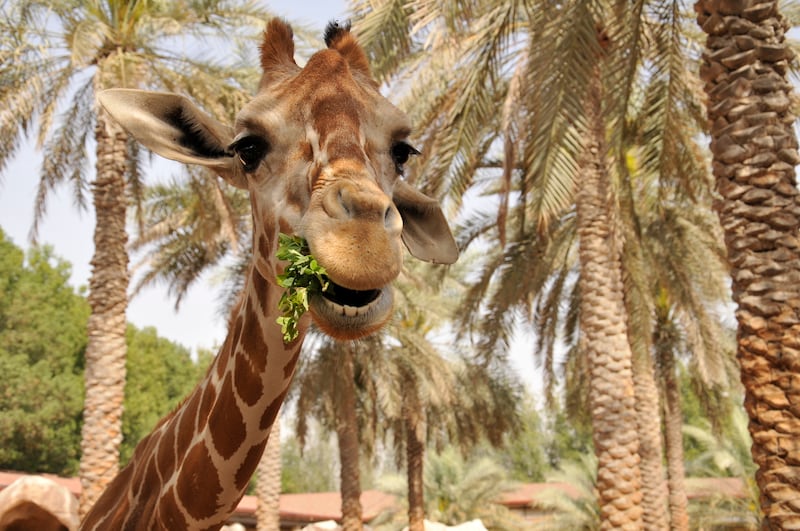 Emirates Park Zoo is inviting children to get up close with the animals during its summer camp. Kevin Hackett / The National