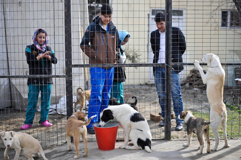 The Nowzad charity in Kabul is trying to raise money to move staff and dozens of rescued animals out of Afghanistan. PA