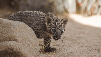 Saudi Arabia announced the birth of seven healthy Arabian Leopard cubs last year as part of its breeding programme. Photo: The Royal Commission for AlUla