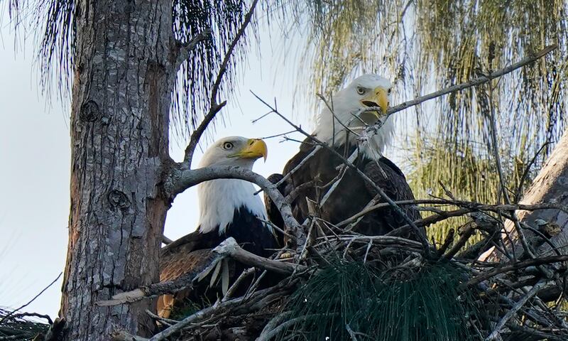 Bald eagles arrange branches as they build a nest in Pembroke Pines, Florida. The nesting pair have returned to the area to mate and raise their young. AP