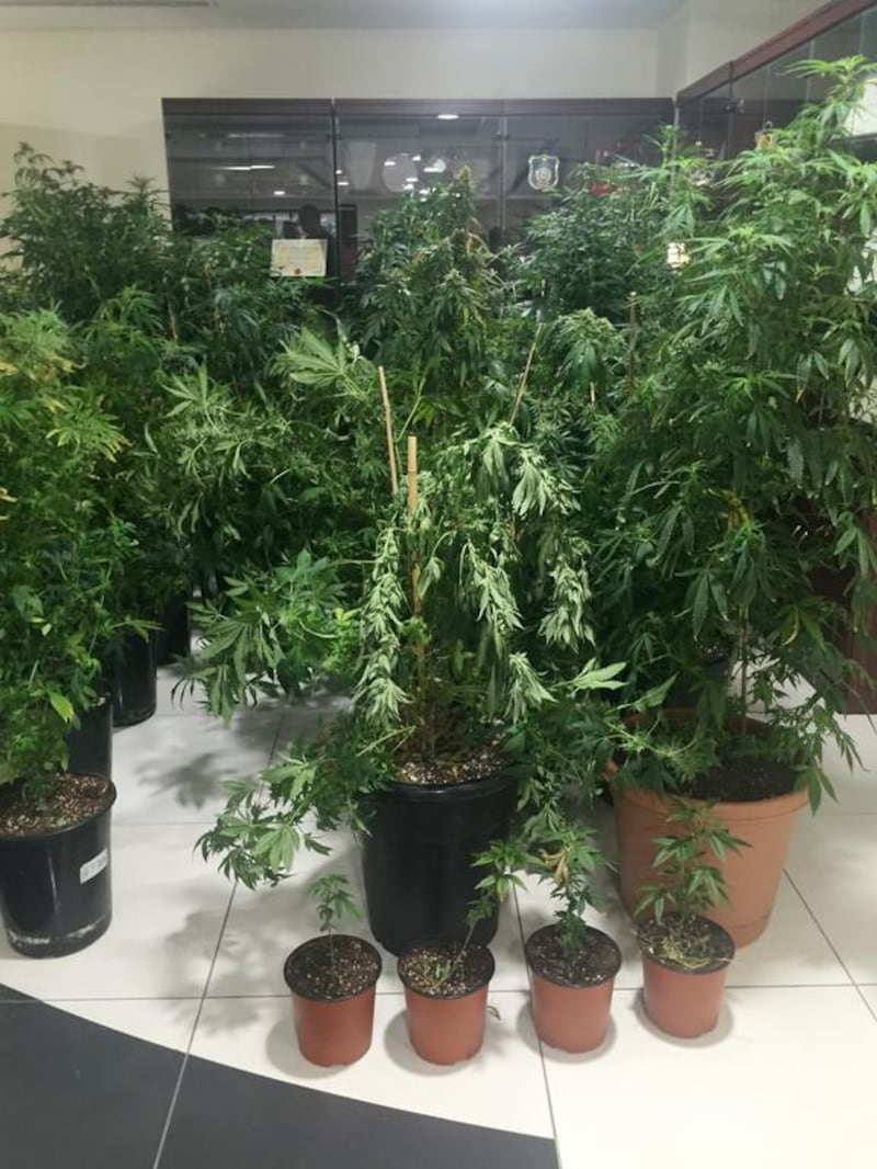 Some of the record number of marijuana plants seized by Dubai Police. Dana Moukhallati / The National