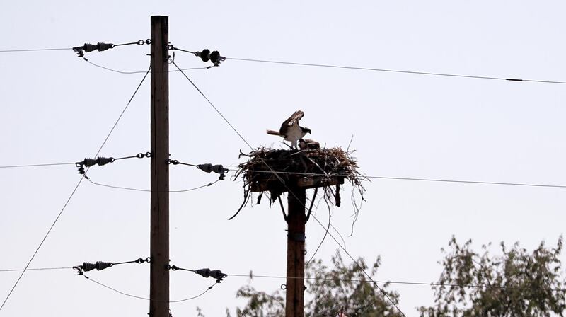 In this photo, an osprey feeds a chick nested atop a platform adjacent to the the Hanford Reach National Monument along the Columbia River near Richland, Wash.  AP