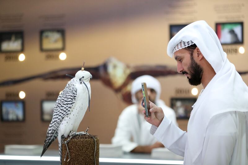A falcon and an admirer at Adihex. Chris Whiteoak / The National