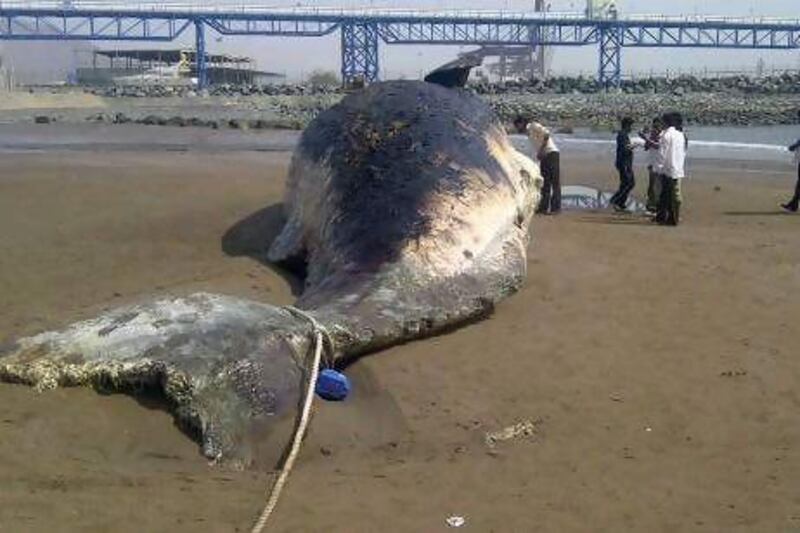 A dead whale on the beach in Fujairah.

Credit: Shamsun Nahar Sherin