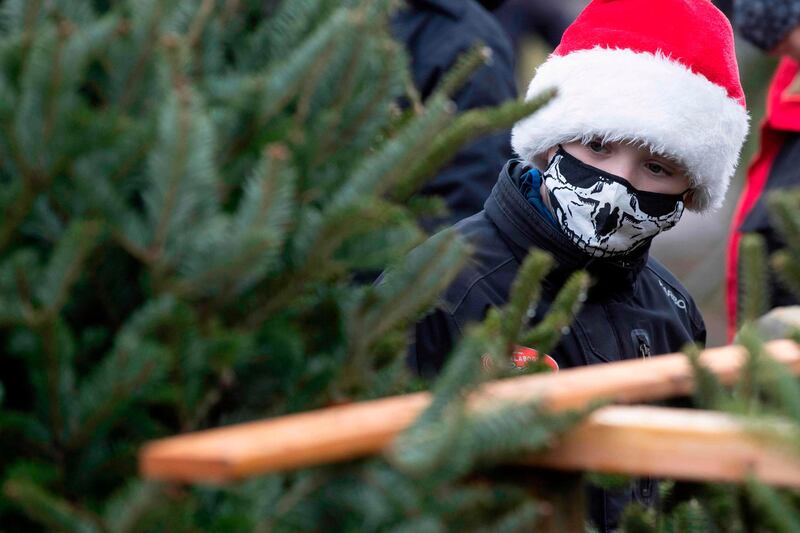 A boy in the process of picking a Christmas tree, at a farm in Harrowsmith, Ontario, Canada, December 5. AFP