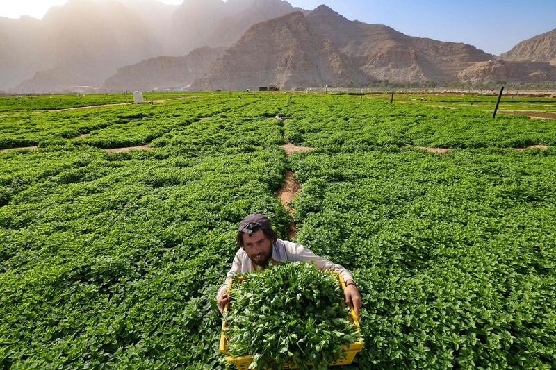 A farmers havests leafy vegetables in a field on the mountain range of Jabel Jais, in the Gulf Emirate of Ras Al Khaimah, on January 24, 2021.  / AFP / Karim SAHIB
