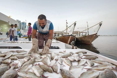 A fisherman arranges the catch of the day at Ajman Fish Market. Overfishing is effecting almost half of all bony fish in the Arabian Gulf. Leslie Pableo for The National