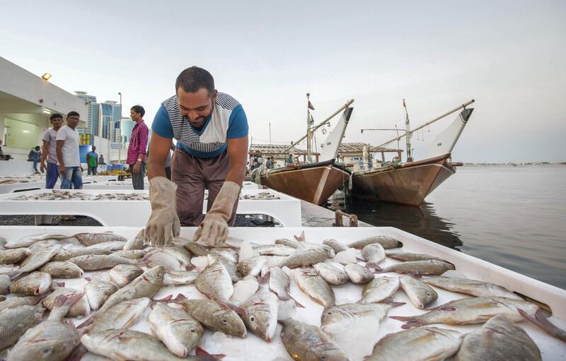 AJMAN, UNITED ARAB EMIRATES - A fisherman arranging catch of the day for auction in Ajman Fish Market.  Leslie Pableo for The National