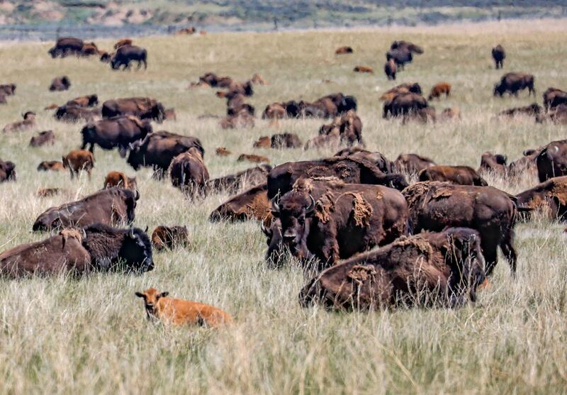 A herd of American bison grazes near Wright, Wyoming, USA. EPA
