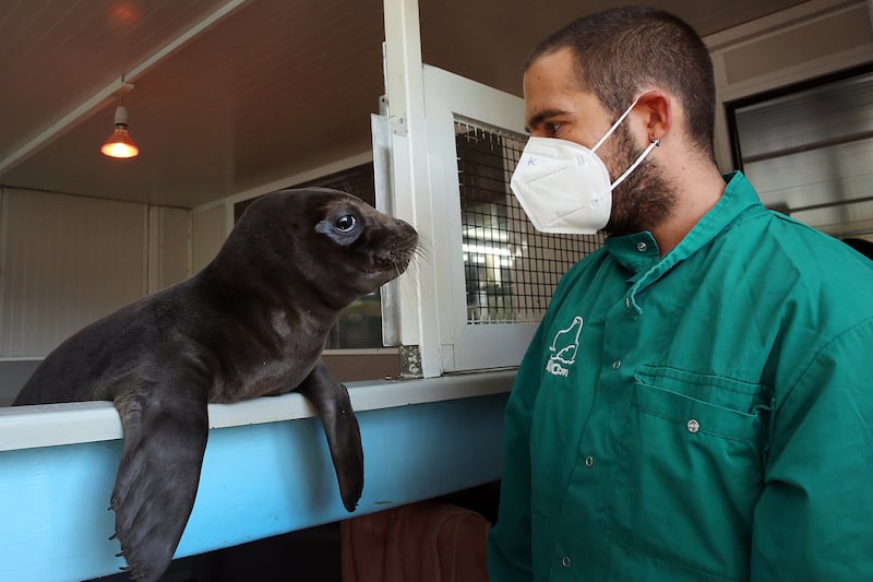 Hermes, a young male seal that was found injured on a beach in Greece last September, is treated at the Hellenic Society for the Study and Protection of the Monk Seal, or Mom. Hermes and Minos, two young seals found separated from their mothers, were taken to Mom's facilities. The monk seal is one of most endangered seal species in the world and the only seal species residing in the Mediterranean Sea. EPA
