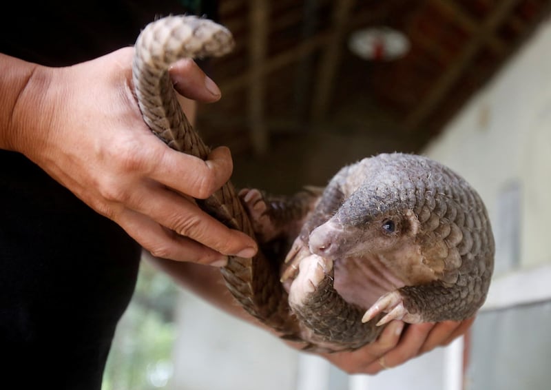 A man holds a pangolin at a wild animal rescue center in Cuc Phuong, outside Hanoi, Vietnam. Reuters