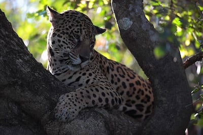 A jaguar at the Pantanal in Brazil. AFP