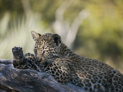 A young leopard in Botswana.