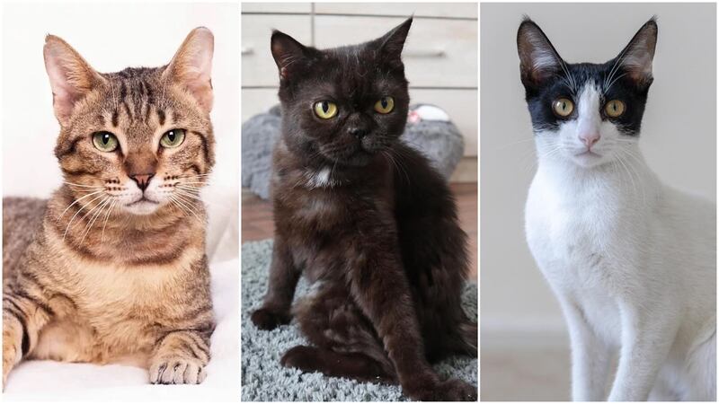 There are plenty of cats looking for their forever homes in the UAE. Photo: 9 Lives; Furrballs