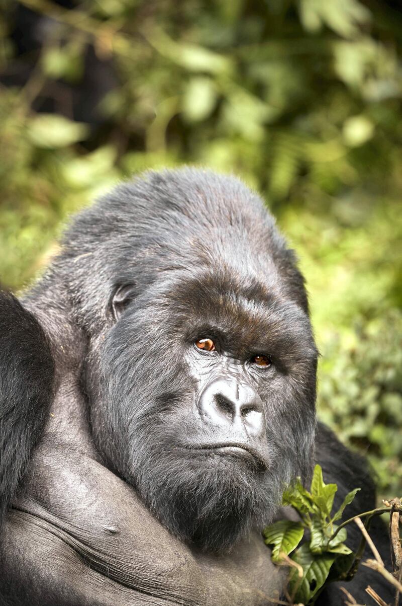 One&Only Gorilla's Nest offers guests the chance to see gorillas in their natural habitat. 