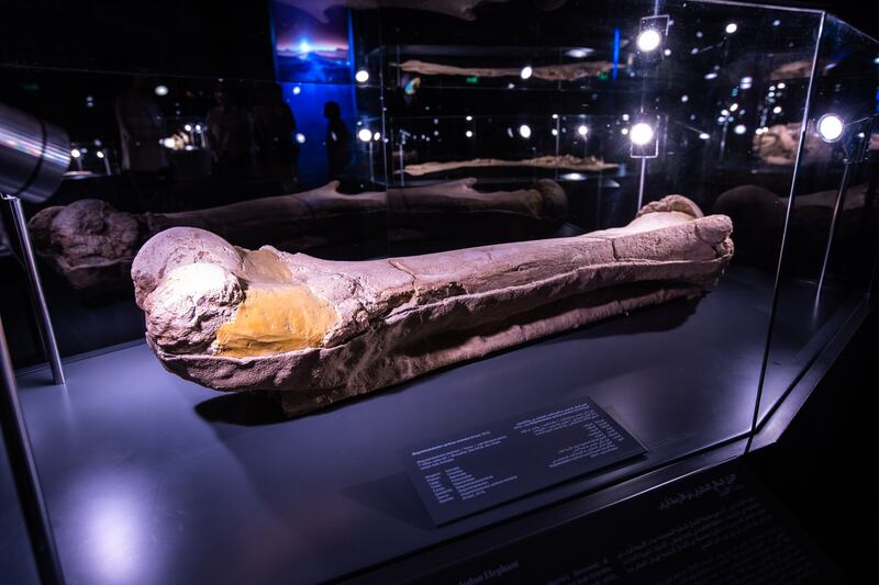 The Stegotetrabelodon elephant femur.