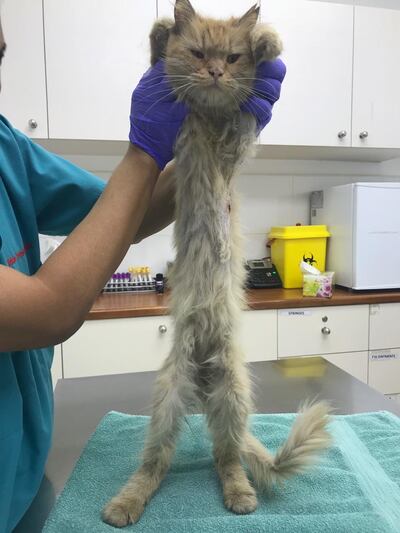 A malnourished cat rescued from the streets of Abu Dhabi, believed to have been dumped by a breeder unable to sell it online. Courtesy: Kittysnip