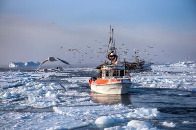 The harbour town of Ilulissat is known for its halibut and cod. Courtesy Ishay Govender-Ypma
