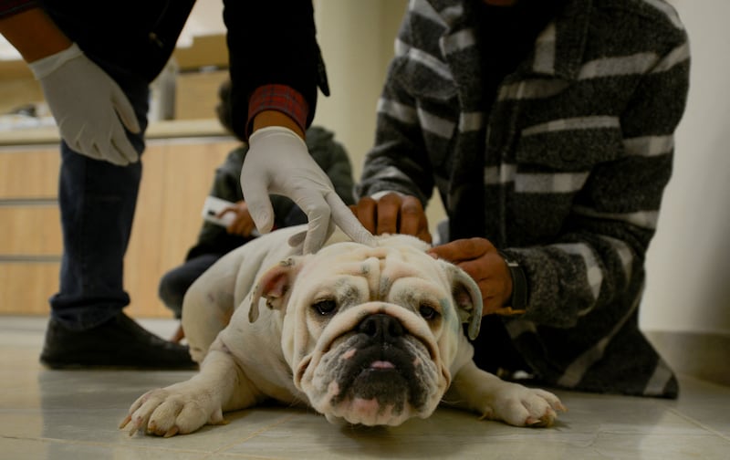 A French bulldog receives treatment.