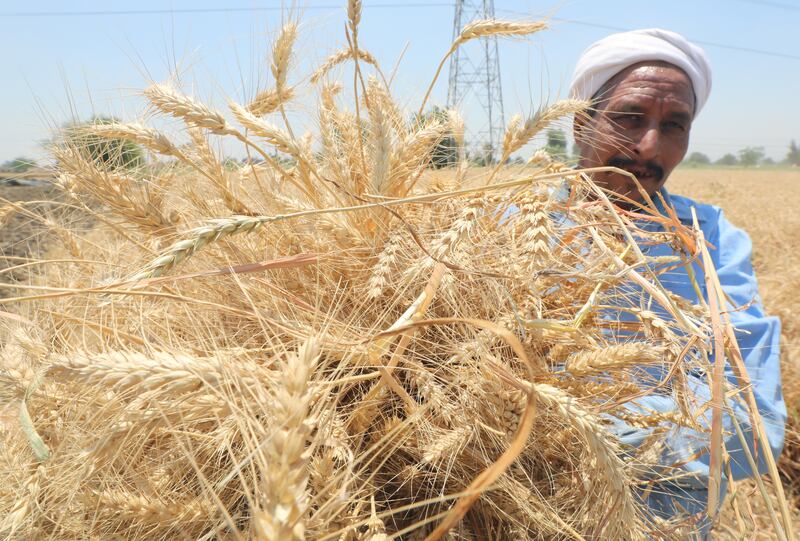 An man works in a wheat field in Banha, Egypt. All photos: EPA