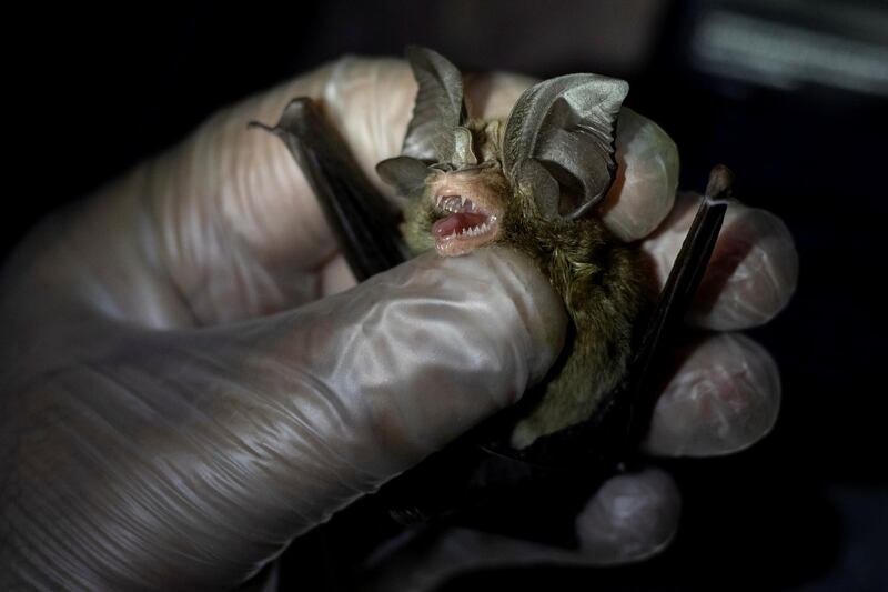 Phillip Alviola, a bat ecologist, holds a bat captured from Mount Makiling in Los Banos, Laguna province, Philippines. Researchers are looking for strains of coronavirus that could to jump to humans. Reuters