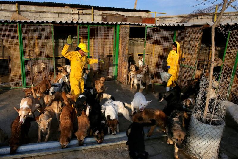 In Iran, dog-walking in public is banned, as is allowing dogs to stick their heads out of car windows.