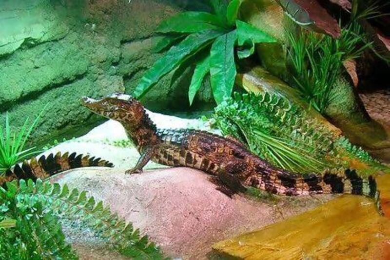The Cuvier's dwarf caiman, one of the two species on display, grows up to a length of 1.3 metres.