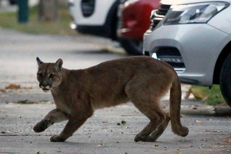 Picture released by Aton Chile showing an approximately one-year-old puma in the streets of Santiago on March 24, 2020 which according to the Agricultural and Livestock Service (SAG) came down from the nearby mountains in search for food as less people are seen in the streets due to the coronavirus, COVID-19, pandemic. (Photo by Andres PINA / ATON CHILE / AFP) / Chile OUT / RESTRICTED TO EDITORIAL USE