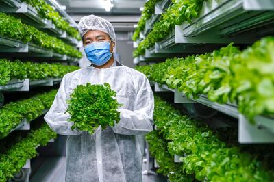 Abu Dhabi, United Arab Emirates, August 24, 2020.   
Sean Lee at the lettuce hydroponics farm at the Officers Club, Abu Dhabi.
Victor Besa /The National
Section:  NA
Reporter:  Anna Zacharias