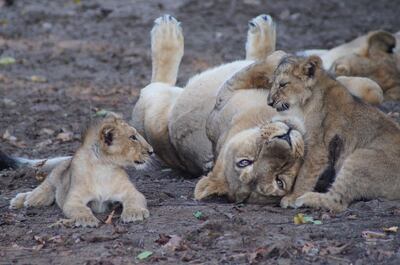 Female Asiatic Lion with cubs in Gujarat India. Courtesy Zoological Society of London 