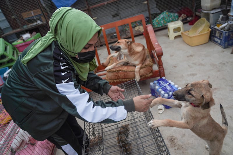 Umm Aboodi with a rescued puppy. Baghdad considers stray dogs to be an endemic problem and has embarked on culling campaigns.