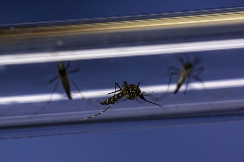 Aedes aegypti mosquitoes infected with Wolbachia bacteria are seen in a test tube at the Oswaldo Cruz Foundation (Fiocruz) in Rio de Janeiro, Brazil. Singapore will be releasing Wolbachia carrying mosquitoes into the environment on October 17, 2016 as laboratories around the world explore the role of these supercharged mosquitoes in fending off a global outbreak of the Zika virus. Dado Galdieri/Bloomberg