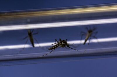 Aedes mosquitoes carry the dengue fever virus. Bloomberg