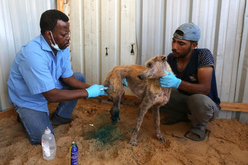 A dog in Gaza is treated after being wounded during the latest fighting between Israeli forces and Palestinian militants in the enclave. The conflict lasted for 11 days. Reuters