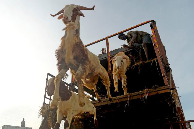 A livestock vendor unloads sheep from a lorry ahead of Eid Al Adha in Chennai, India.  AFP