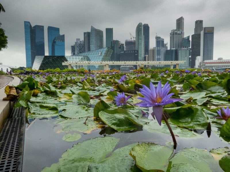 14 Jun 2014, Singapore --- Singapore skyline with Water Lillys --- Image by © Hinrich Bäsemann/dpa/Corbis *** Local Caption ***  ut21ma-wtgw-singapore02.jpg