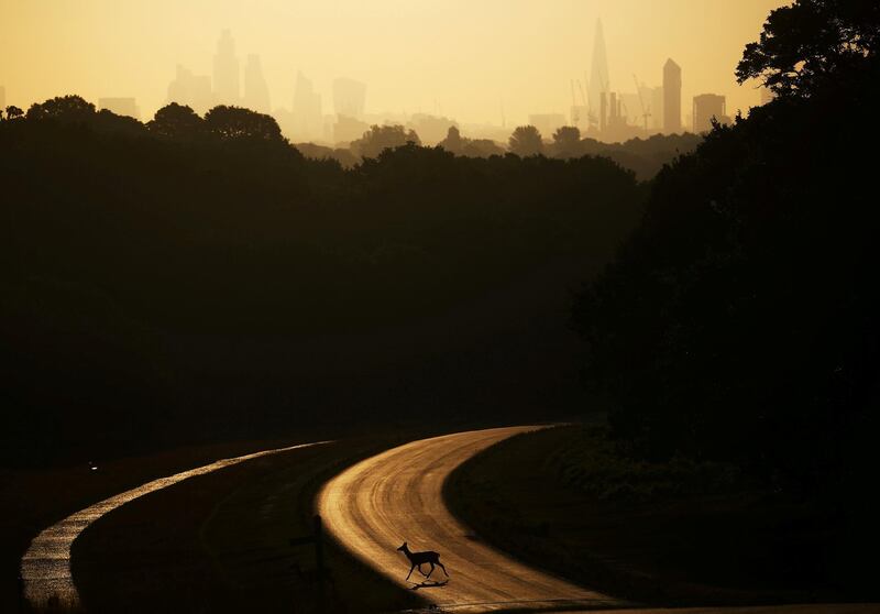 A deer crosses the road as the Sun rises behind The Shard and the financial district in Richmond Park in London. Reuters