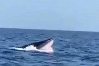 Bryde's whales are members of the baleen whale family. Courtesy - Fujairah Whale Project