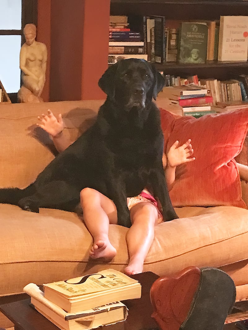 Junior Category Winner - 'Sit' by Suzi Lonergan. 'Our granddaughter gave the command to sit. Beau is very obedient.'