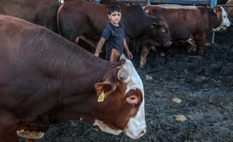 A Palestinian boy walks between a sacrificial animals at a livestock market in the southern Gaza Strip. Gazans are buying more sheep and cattle in preparation for the upcoming Sacrifice Feast. Eid al-Adha is the holiest of the two Muslims holidays celebrated each year, it marks the yearly Muslim pilgrimage (Hajj) to visit Mecca, the holiest place in Islam. Muslims slaughter a sacrificial animal and split the meat into three parts, one for the family, one for friends and relatives, and one for the poor and needy.  EPA