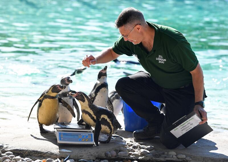 Zookeeper Martin Franklin encourages Humbolt penguins onto scales during the annual weigh-in at London Zoo, London, Britain.  Reuters