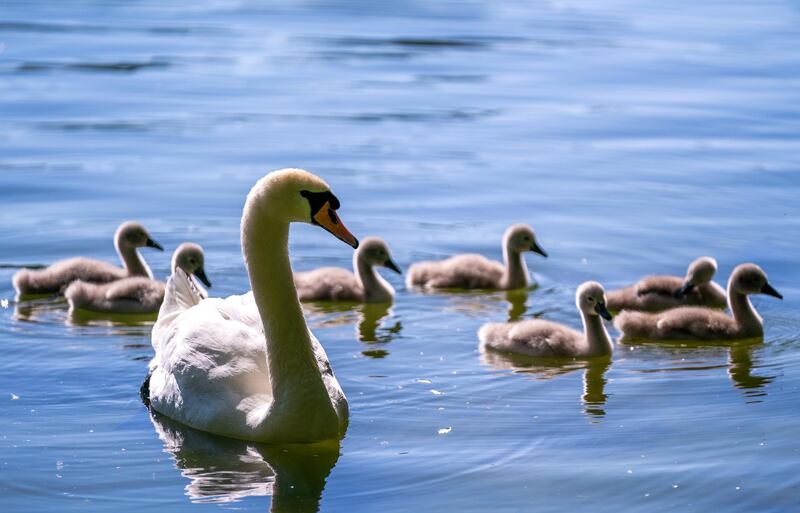 A swan (Cygnus olor) family swims on the White Lake (Weisser See) during a sunny Pentecost Sunday afternoon in Berlin, Germany. EPA