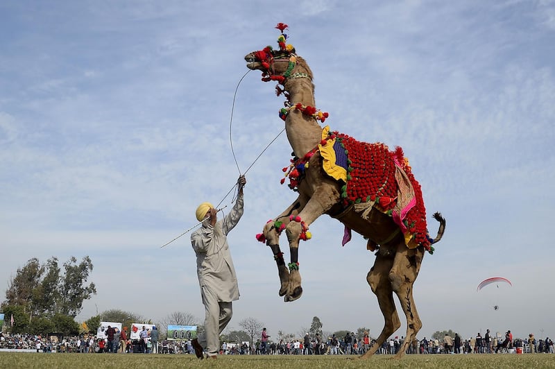 A camel with his owner is seen dancing during the last day of Kila Raipur Games,  known as the rural Olympics, at Kila Raipur on the outskirts of Ludhiana. Shammi Mehra / AFP Photo