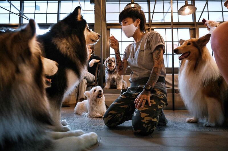 A handler interacts with dogs at the Dog In Town cafe in Bangkok. AFP