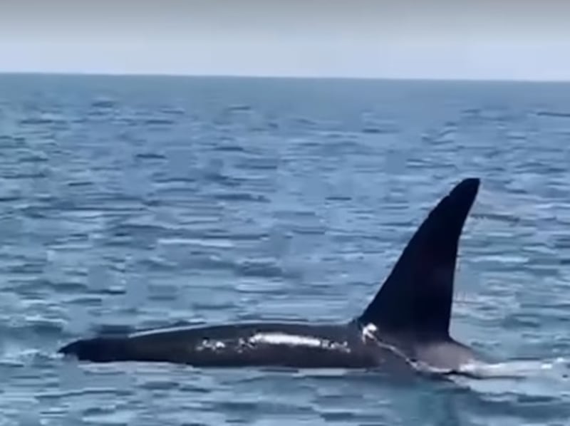 Sheikh Hamdan bin Mohammed shared footage of two orcas swimming off Dubai. Photo: Sheikh Hamdan / Instagram