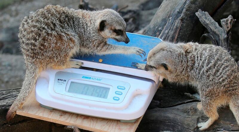 Meerkats are weighed on a scale during a photocall at London Zoo.  AFP