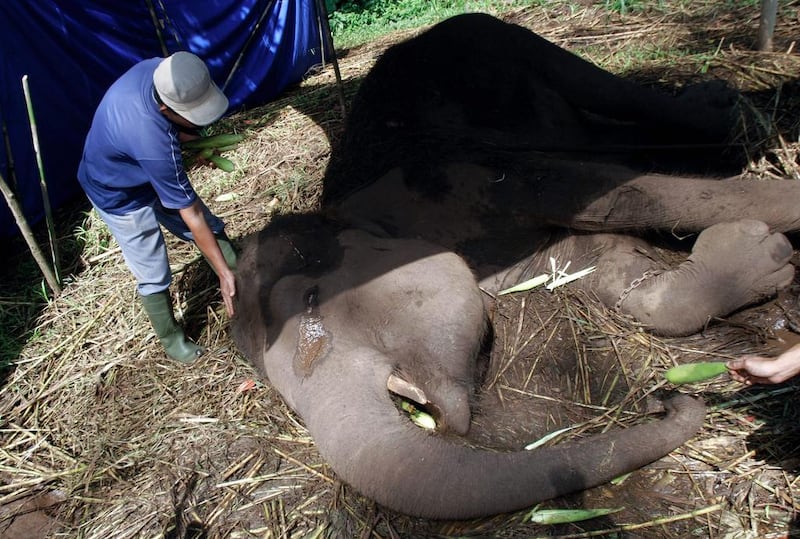 Photo taken on May 11, 2016 shows Sumatran female elephant, Yani, lying down on the ground in Bandung city's zoo, West Java province, several hours before she died. Timur Matahari/AFP