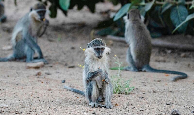 Monkeys live freely on the campus of the university. AFP